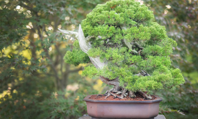 Juniperus chinensis - jalovec čínský