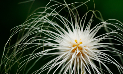 Bulbophyllum medusae