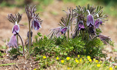 	Pulsatilla pratensis