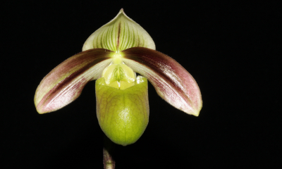 Paphiopedilum violascens