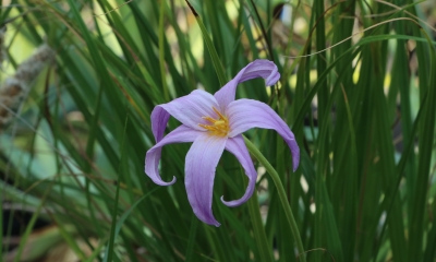 Xerophyta viscosa