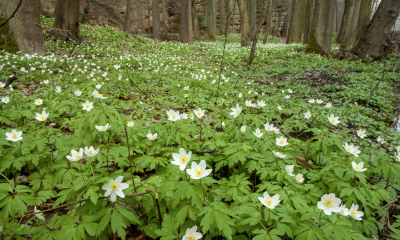 Jedovatá je celá rostlina. Obsahuje ranunkulin, protoanemonin, saponiny. 