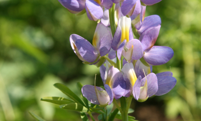 Lupina proměnlivá (Lupinus mutabilis)