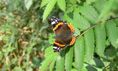 Babočka admirál – Vanessa atalanta je jeden z našich nejhojnějších motýlů. U nás většinou nepřezimuje, na jaře sem přilétají a na podzim část potomků na jih zase vrací. Housenky se živí kopřivami.