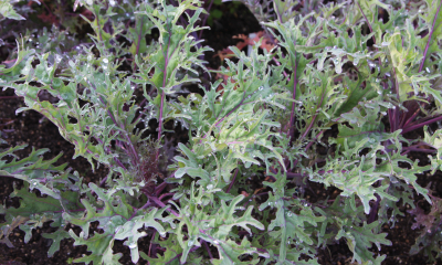 Brassica Peacock Red