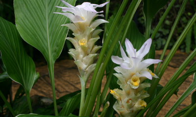 Curcuma petiolata Emperor