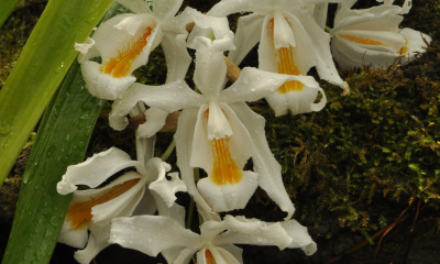 Coelogyne cristata. Chladnomilná orchidej z horských mlžných lesů Himálaje, kde roste ve výšce 1500-2600 metrů v mechu mezi balvany nebo na stromech jako epifyt.