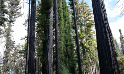 Po požáru obrůstající sekvoje vždyzelené (Sequoia sempervirens) v oblasti Big Basin Redwoods State Park v Kalifornii. Tuto rezervaci postihl v roce 2020 ničivý požár, který zasáhl bezmála 97 % území parku 