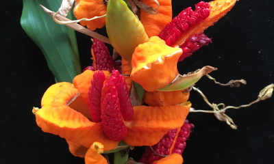 	Plodenství Hedychium horsfieldii
