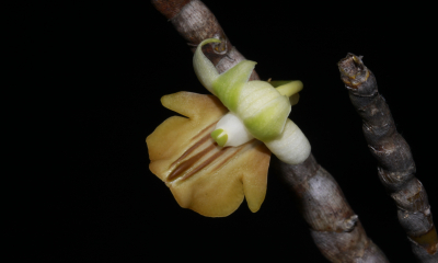 Dendrobium ellipsophyllum. Nenápadný druh roste epifytně v nížinných i podhorských lesích celé Indočíny až po Malajský poloostrov. Květy mají velikost 1-1,5 cm a jejich krása vynikne až při pohledu zblízka. Není komerčně žádaný jako jeho velkokvětí příbuzní a proto dodnes patří k hojnějším druhům, které lze v lesích spatřit běžně. 
