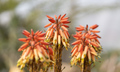 	Aloe khamiescensis