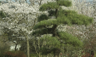 Pinus thunbergii