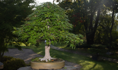 Acer palmatum - javor dlanitolistý, Valuch
