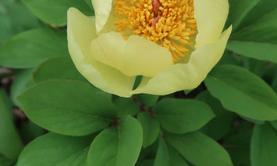 Paeonia mlokosewitschii