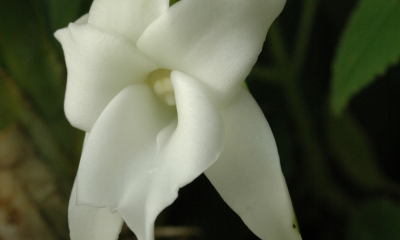 Angraecum magdalenae