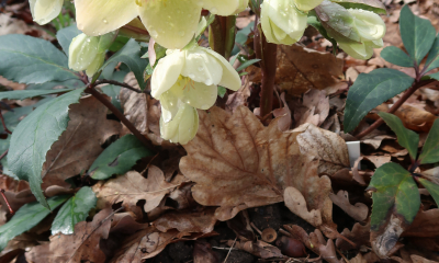 Helleborus x ericsmithii Champion