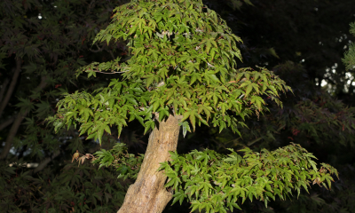 Acer palmatum - javor dlanitolistý, BC Libčany