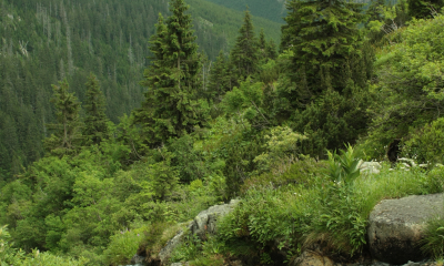 Smrky v horní hranici lesa (Krkonoše 1300 m n. m.)