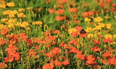 K oblíbeným okrasným druhům afrikánů patří aksamitník rozkladitý (Tagetes tenuifolia)