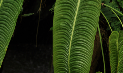 Anthurium veitchii