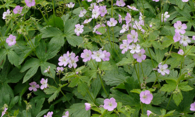 Geranium maculatum