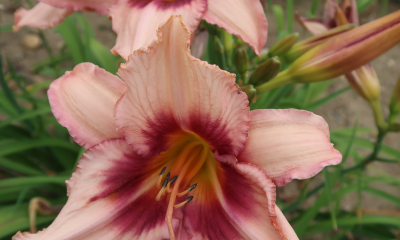 Hemerocallis hybr. Chicago Gown