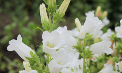 Campanula medium Single White