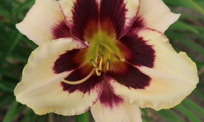 Hemerocallis hybr. Moonlit Masquerade