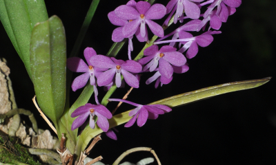 Ascocentrum ampullaceum. Drobná orchidej z nižších poloh Himálaje a hor od jižní Číny po Thajsko a Vietnam. Šlechtitelé ji kříží s velkokvětými vandami.