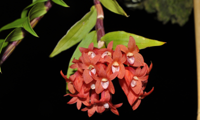 Dendrobium lawesii