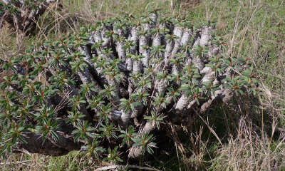 Euphorbia guillauminiana: Euphorbia guillauminiana, endemický pryšec ze severozápadu, je zařazený do Červeného seznamu IUCN jako ohrožený.
