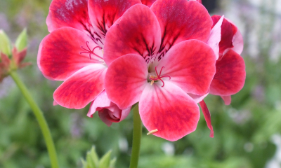 Pelargonium Paton's Unique