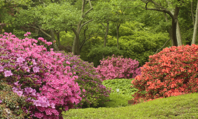 Azalky v expozici Japonské zahrady u nás v Botanické