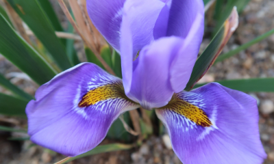 Iris lazica