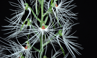 Habenaria myriotricha
Terestrická orchidej roste v sušších nížinách Thajska, Laosu a Kambodže. Je typickou zemní orchidejí monzunové oblasti, která má pod zemí zásobní hlízu a sušší zimní období přežívá zatažená. Po příchodu monzunových dešťů rychle vyraší listová růžice a koncem dešťů také květní stvol. Opylovači nejsou známí. 