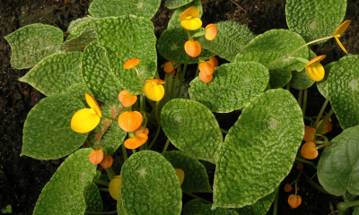 Begonia ficicola