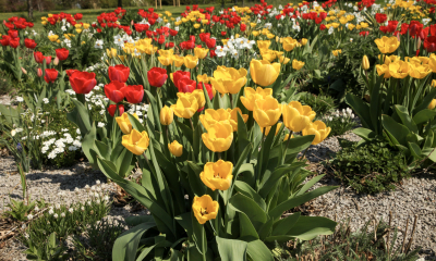 Celá rostlina obsahuje alkaloid tulipin, který působí na prodlouženou míchu a srdeční činnost. Dále glykosidy tuliposidy.