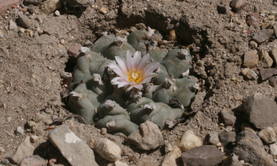 Lophophora williamsii