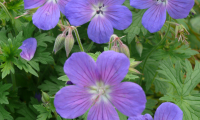 Geranium himalayense