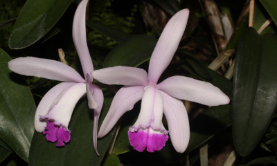 Cattleya intermedia.
Tato nádherná orchidej, popsaná již v roce 1828, roste na skalách nebo epifytně (na stromech) v pobřežních lesích jihovýchodní Brazílie, od Rio de Janeiro na jih až do severní Argentiny. Bohužel pobřeží však bývá nejvíc osídlené a tak přirozené prostředí této orchideje nesmírně rychle ubývá. 