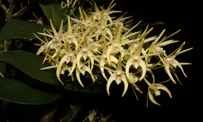 Dendrobium speciosum x Dendrobium tetragonum