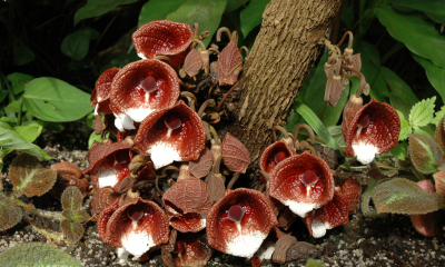 Aristolochia arborea