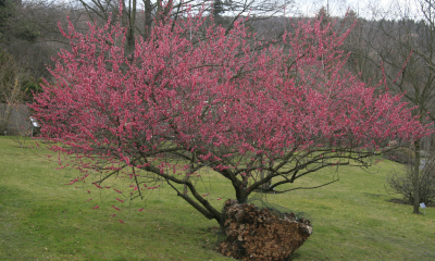 	Prunus mume