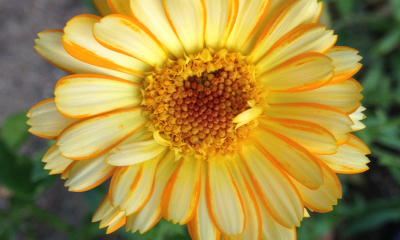 Calendula officinalis_Pacific Beauty