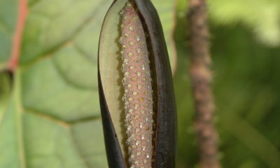 Cyrtosperma johnstonii