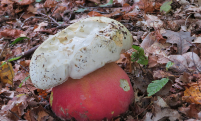 Hřib satan / Rubroboletus satanas , autor fotografie Lubomír Opat