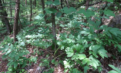 	porost Paeonia lactiflora