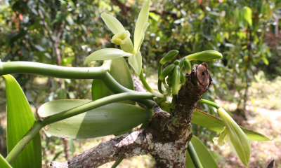 Vanilka (Vanilla planifolia) – rostlina