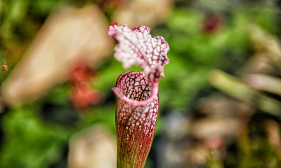 Sarracenia leucophylla
