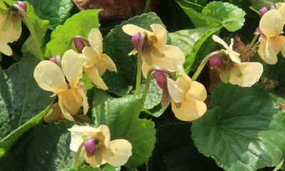 Viola odorata Vanilla